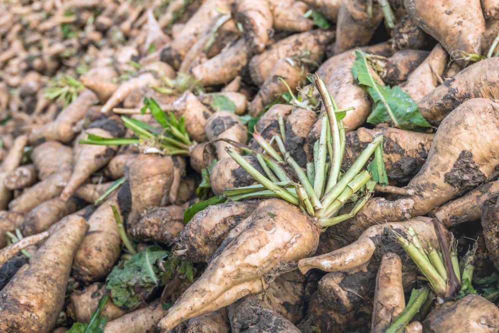 freshly harvested chicory root