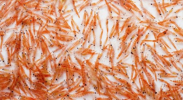 Aker BioMarine Talks About How Krill Oil Went From “Zero” To ...