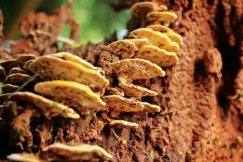 Ancient Nutrition launches line of fermented herbs and organic mushroom supplements