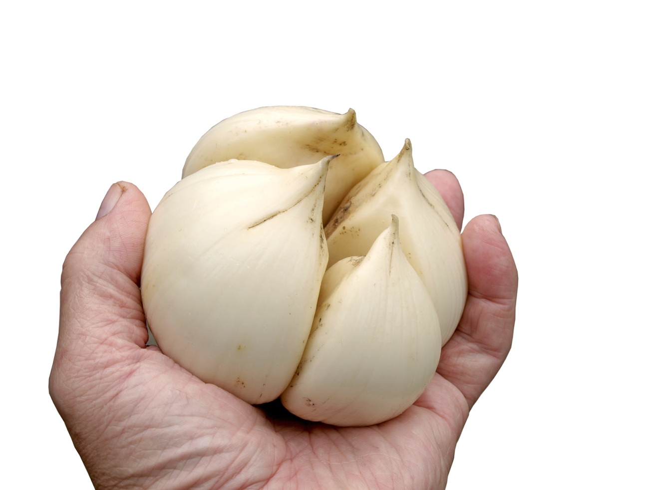 Elephant garlic