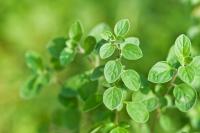 NOW Testing Reveals Potency Failures in Oregano Oil on Amazon, Raising Quality Concerns in Supplements