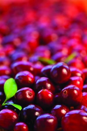 Best of 2012 Ingredient Supplier: Decas Botanical Synergies