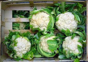 Fresh organic white cauliflower at a farmers market