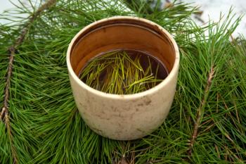 pine needle tea