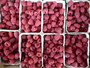 Photograph by 3268zauber/Wikimedia Commons/CC-BY-SA-3.0.