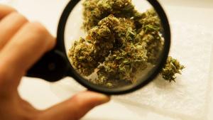 How to find a CBD supplier you can actually trust: Guest article