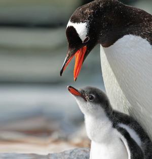 Krill-Based Research Initiatives Will Strengthen Industry Sustainability