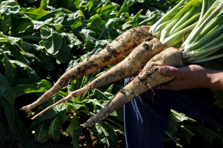 chicory root glp 1 Fiber, Prebiotic Fiber, A&B Ingredients Benefits of Chicory Root Fiber