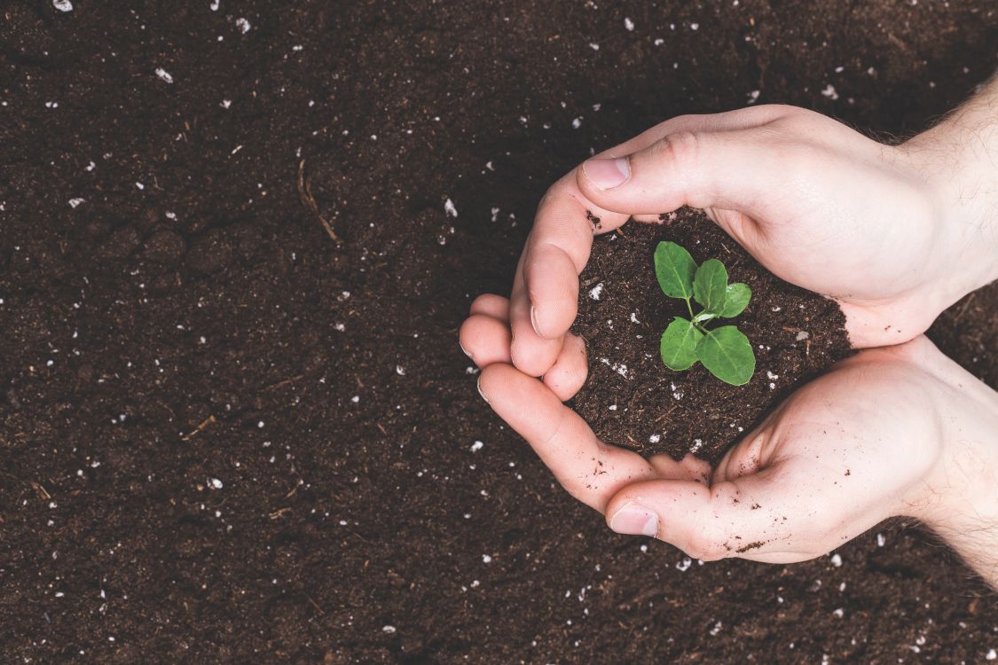 hands scooping handful of soil with plant sprouting in the mound of dirt