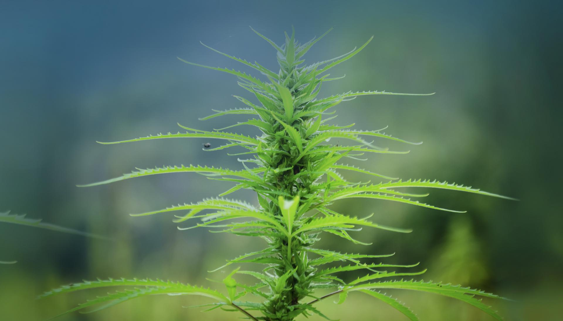 Photo © iStockphoto.com/AlenaPaulus