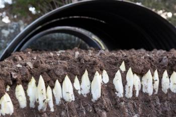 Belgian endive being harvested