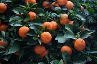 HTBA Introduces Citrose Sweetener Complex for Sugar Reduction Applications