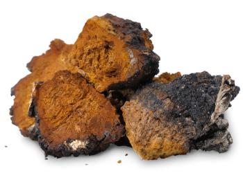 chaga mushrooms on white background