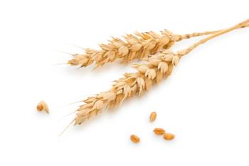 wheat