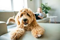 Bacillus Clausii Strain Becomes First of Its Kind Listed on Health Canada's Veterinary Health Products Registry for Dogs