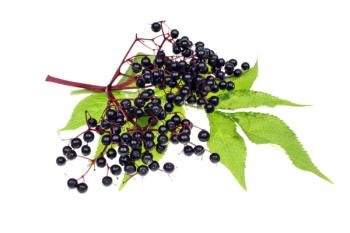 Iprona will share new science on its ElderCraft elderberry ingredient at Vitafoods Europe 2023