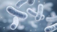 Shelf-Stable, Protein-Derived Postbiotic Clears FDA Safety Review for Digestive and Immune Health Formulations