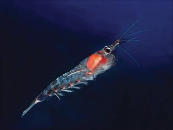 krill