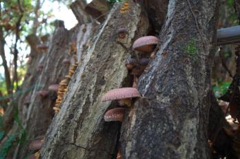 shiitake growing on logs. 