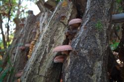 A shiitake mushroom mycelium fermented protein blend offers improved digestibility, solubility, and flavor, says recent study