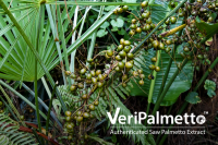 BioVivo Science Launches Traceable Saw Palmetto Ingredient Aimed at Addressing Adulteration Concerns