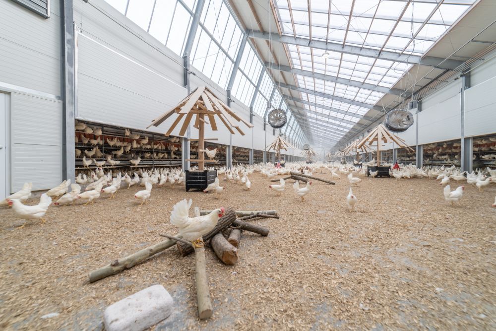 Kipster’s carbon-neutral eggs debut in the U.S. in partnership with Kroger