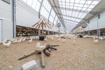 Kipster’s carbon-neutral eggs debut in the U.S. in partnership with Kroger