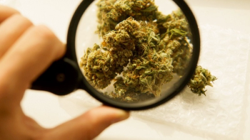 hemp flower under a magnifying glass