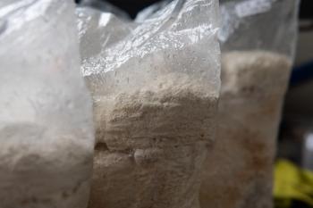 cultivated lion's mane