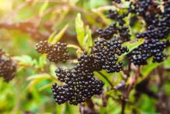 elderberry