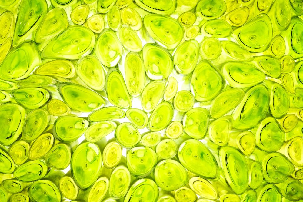 Plant-cell company Ayana Bio launches first health and wellness ingredients