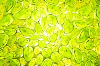 Plant-cell company Ayana Bio launches first health and wellness ingredients