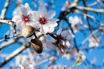 almond flowers