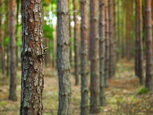 Photo © iStockphoto.com/Marek Mnich