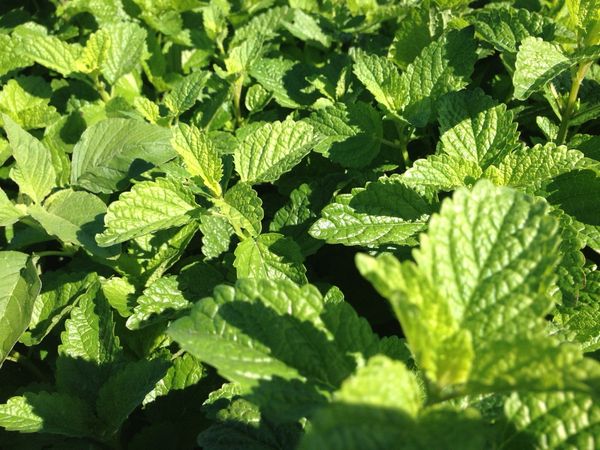 New Clinical Research Supports Givaudan’s Zensera for Stress-Related Cognitive Performance