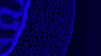 Preclinical Cell Study Suggests Choline-Enriched Folate Form May Boost Methylation Activity