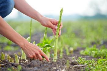 woman picking asparagus from field