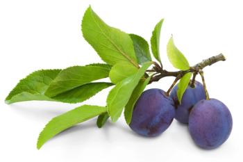 three plums on branch on white background