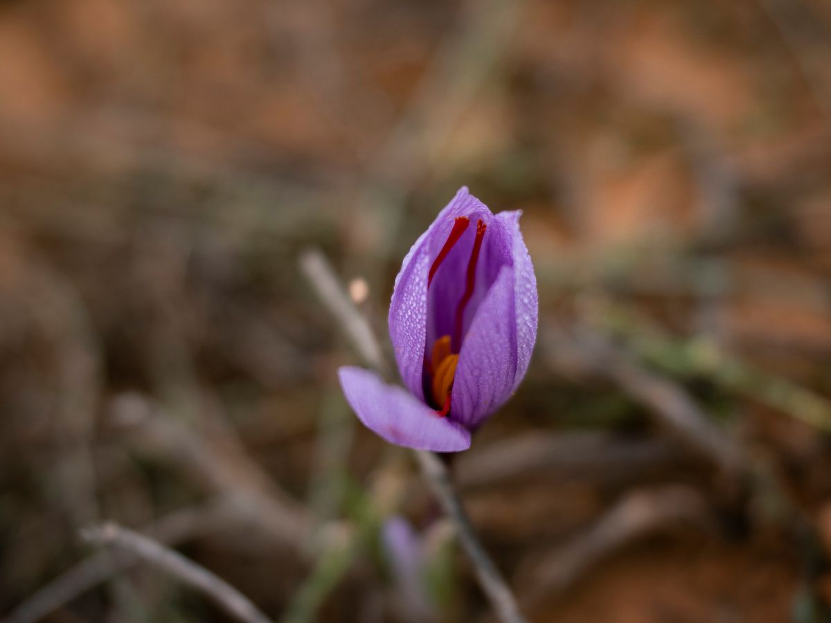 saffron flower