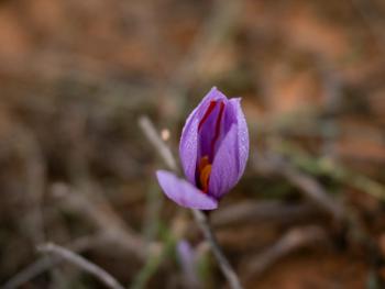 saffron flower