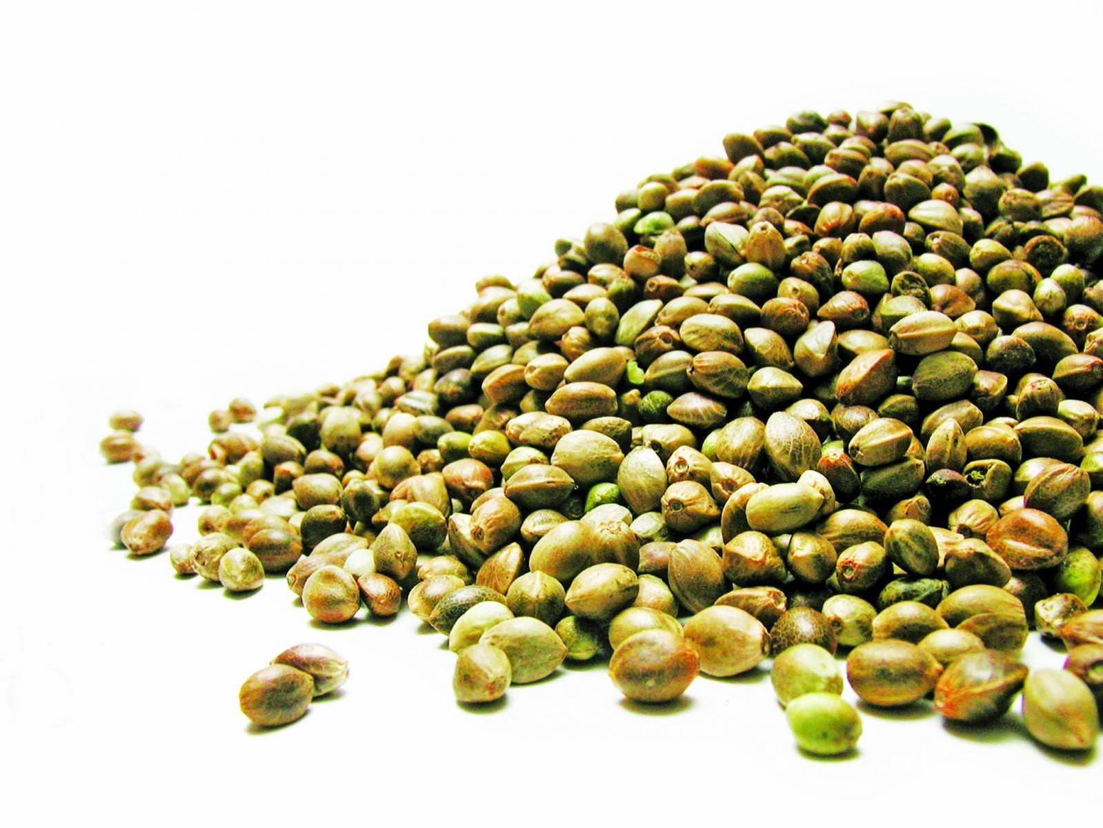 rosemary seeds for planting Rosemary Seeds  Seeds Connect