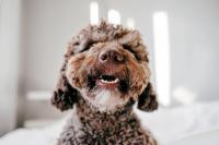 New Canine Trial Links Enzyme Blend to Joint Mobility Gains