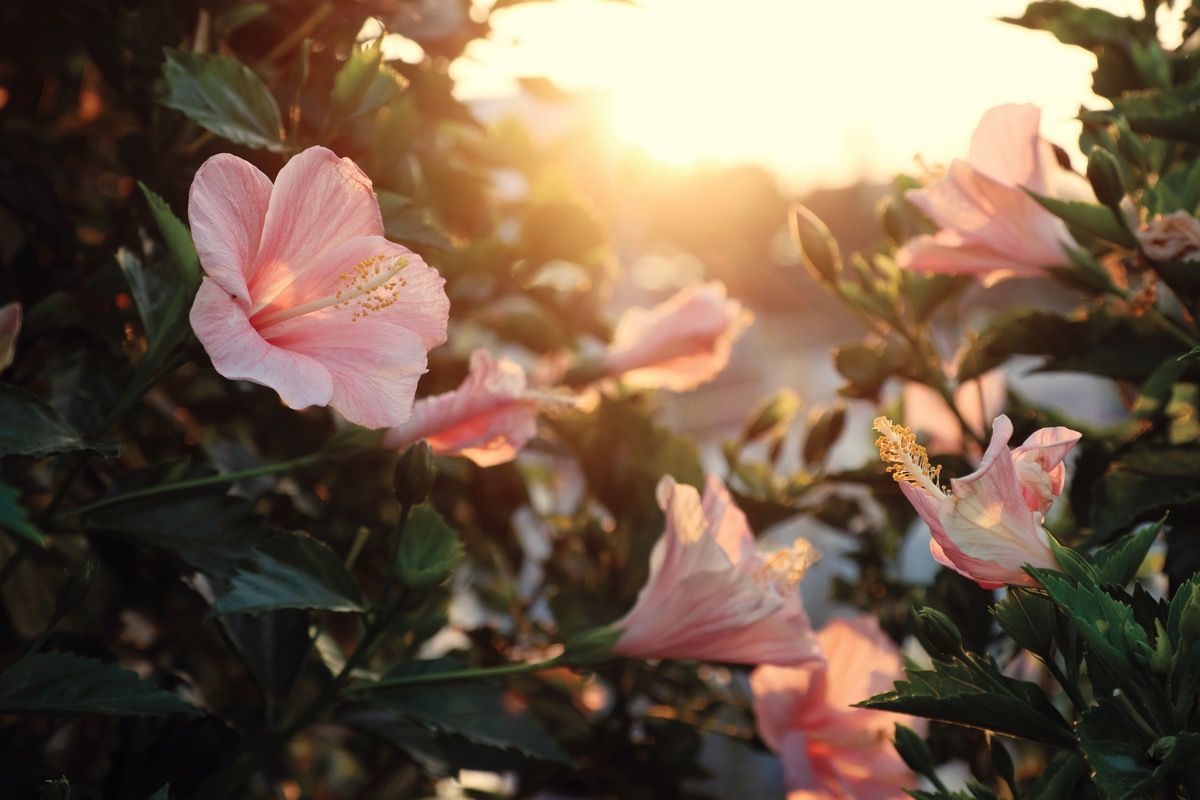Freemen Nutra and RAWGA introduce hibiscus collagen alternative VC-H1 in North America