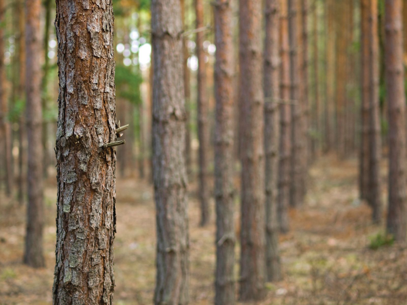 Photo © iStockphoto.com/Marek Mnich