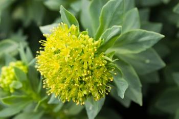 Nektium gains CITES trade permits for Rhodiola rosea