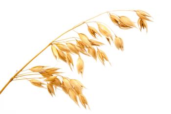 oats on white background