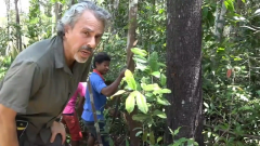 HerbTV Explores the Evidence Behind Tongkat Ali (LJ100®) for Hormonal Health and Healthy Aging