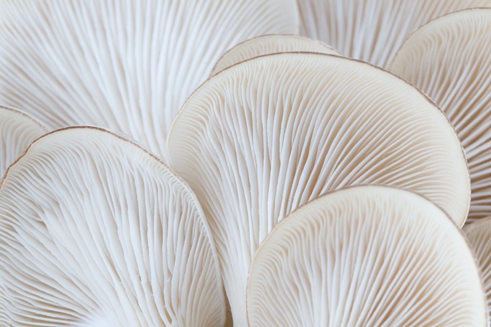 Mushroom protein to be grown via fermentation using sugar from upcycled dates