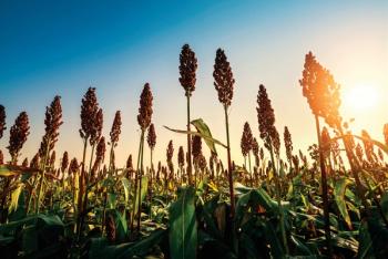 sorghum in field