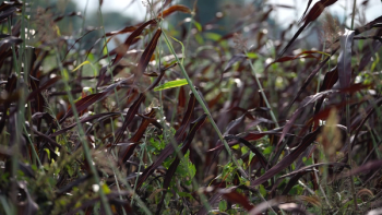 Red Sorghum crop